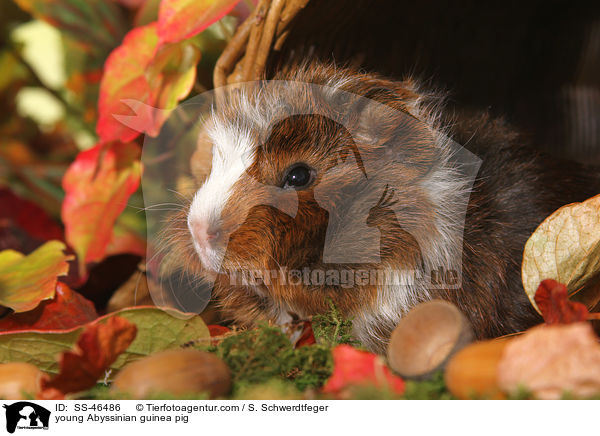junges Rosettenmeerschwein / young Abyssinian guinea pig / SS-46486
