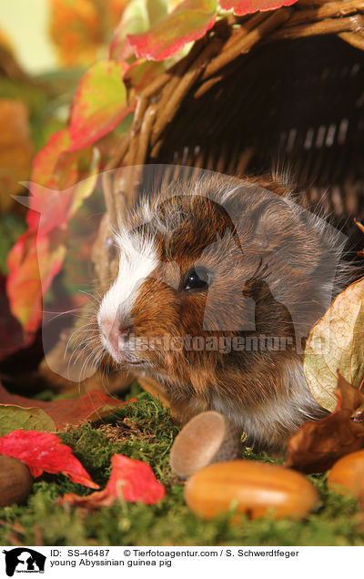 young Abyssinian guinea pig / SS-46487