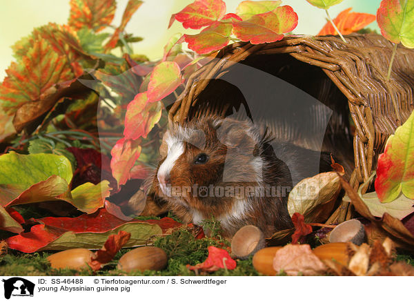 young Abyssinian guinea pig / SS-46488
