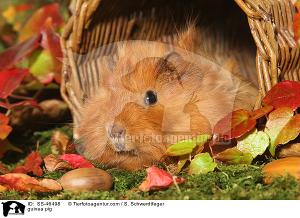 guinea pig / SS-46498