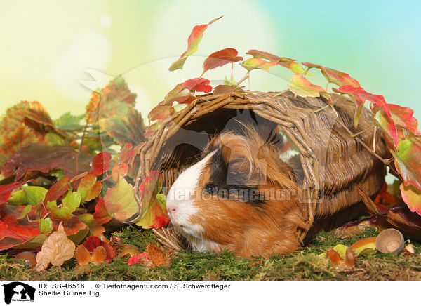 Sheltie Guinea Pig / SS-46516