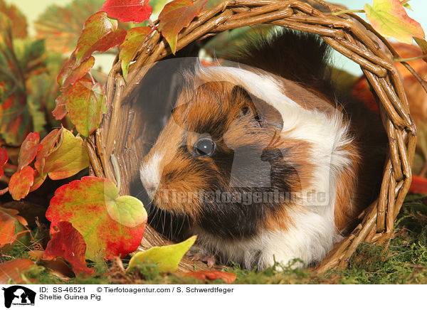 Sheltie Meerschweinchen / Sheltie Guinea Pig / SS-46521
