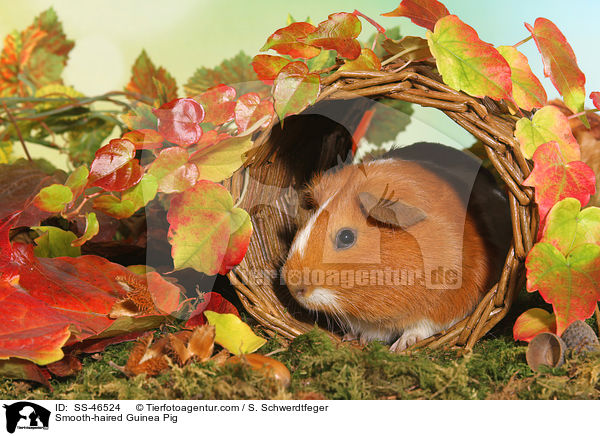 Glatthaarmeerschweinchen / Smooth-haired Guinea Pig / SS-46524