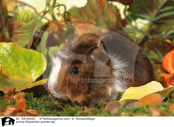 junges Rosettenmeerschwein / young Abyssinian guinea pig / SS-46526