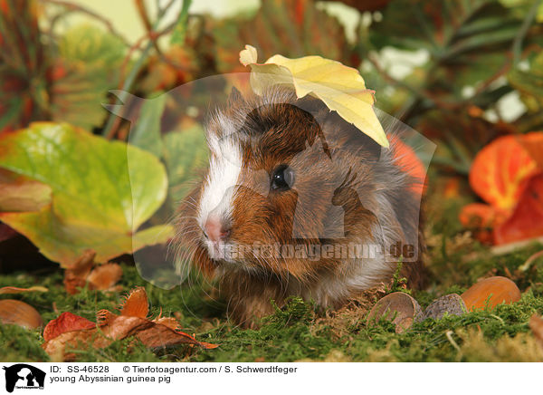 young Abyssinian guinea pig / SS-46528