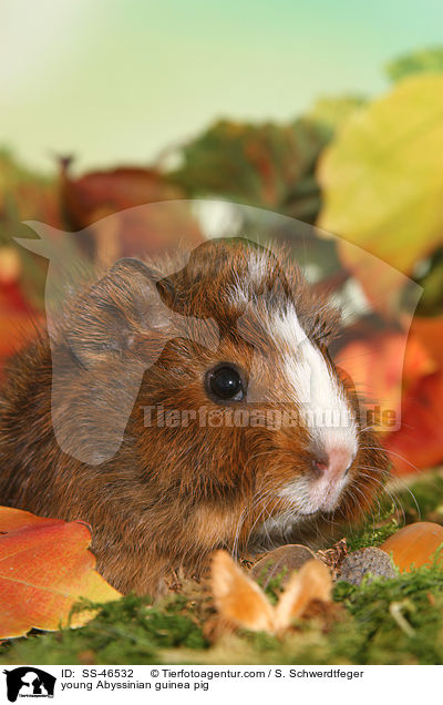 junges Rosettenmeerschwein / young Abyssinian guinea pig / SS-46532