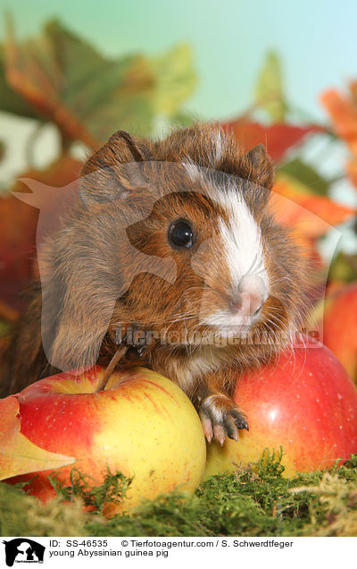 young Abyssinian guinea pig / SS-46535