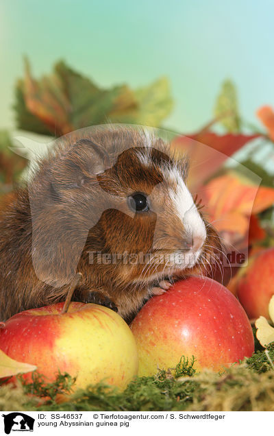 junges Rosettenmeerschwein / young Abyssinian guinea pig / SS-46537