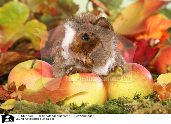 junges Rosettenmeerschwein / young Abyssinian guinea pig / SS-46538