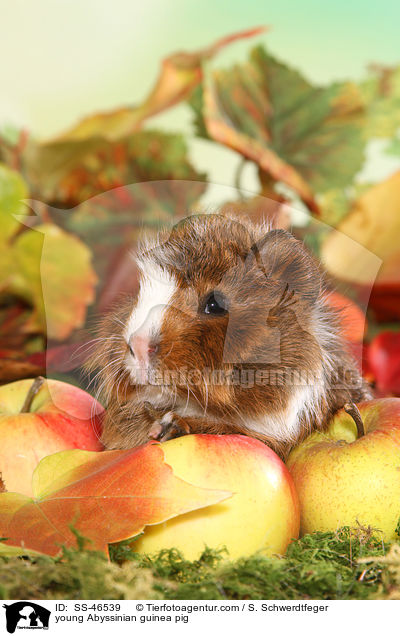 junges Rosettenmeerschwein / young Abyssinian guinea pig / SS-46539