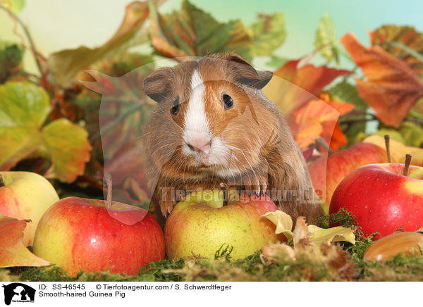 Glatthaarmeerschweinchen / Smooth-haired Guinea Pig / SS-46545