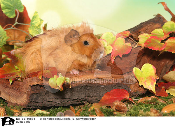 Angorameerschweinchen / guinea pig / SS-46574