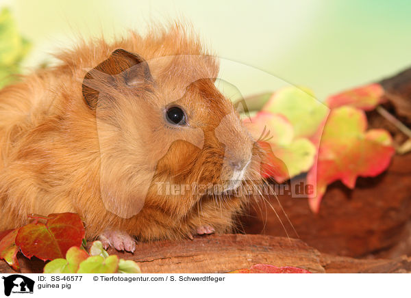 Angorameerschweinchen / guinea pig / SS-46577