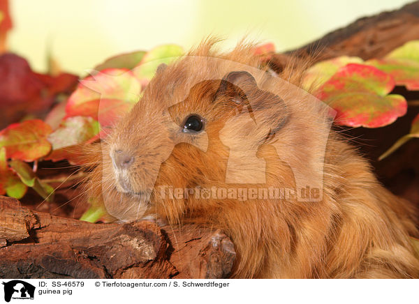 guinea pig / SS-46579