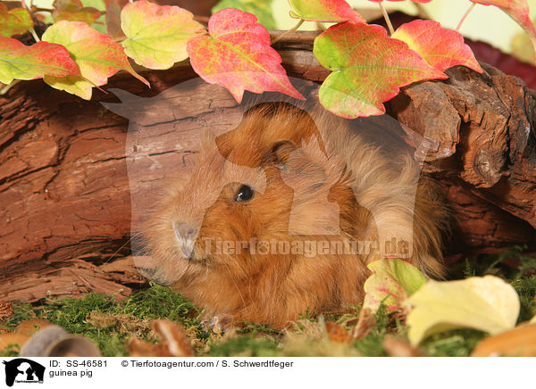 Angorameerschweinchen / guinea pig / SS-46581
