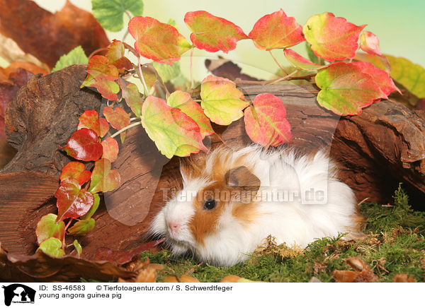 junges Angorameerschweinchen / young angora guinea pig / SS-46583