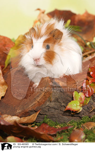 young angora guinea pig / SS-46585