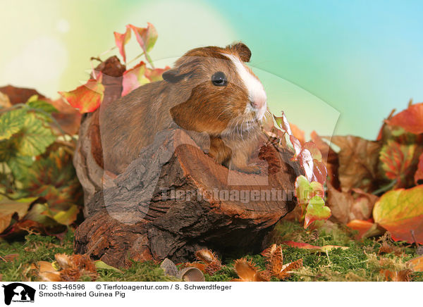 Glatthaarmeerschweinchen / Smooth-haired Guinea Pig / SS-46596