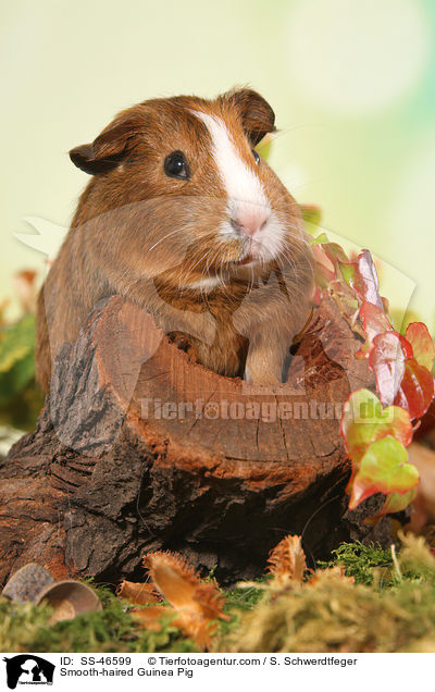 Glatthaarmeerschweinchen / Smooth-haired Guinea Pig / SS-46599