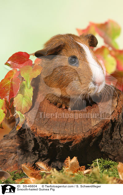 Glatthaarmeerschweinchen / Smooth-haired Guinea Pig / SS-46604