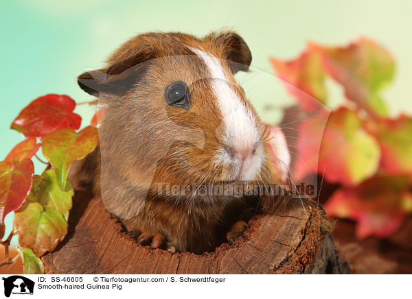 Glatthaarmeerschweinchen / Smooth-haired Guinea Pig / SS-46605