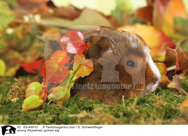 young Abyssinian guinea pig / SS-46610