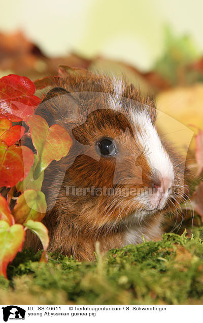 young Abyssinian guinea pig / SS-46611