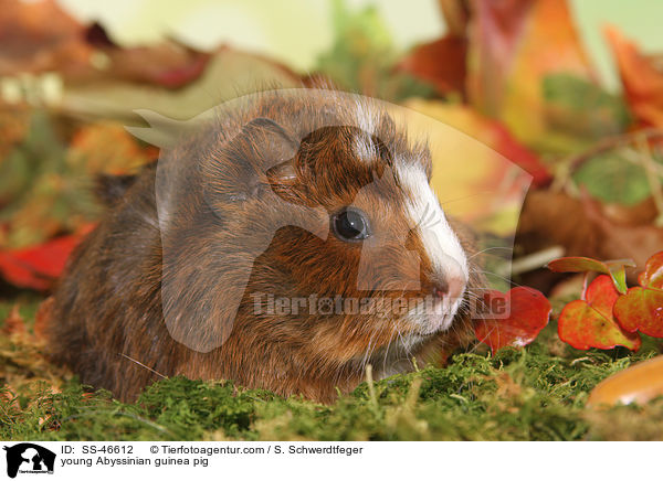 young Abyssinian guinea pig / SS-46612