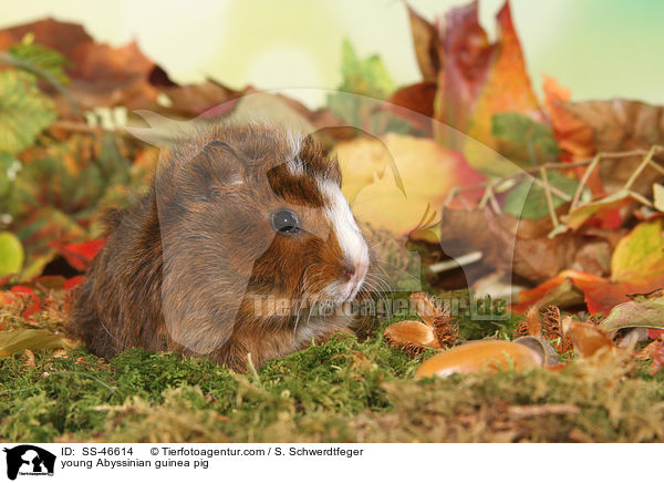 young Abyssinian guinea pig / SS-46614