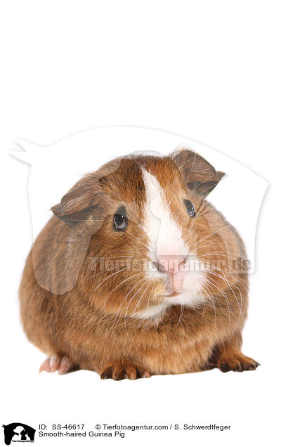 Glatthaarmeerschweinchen / Smooth-haired Guinea Pig / SS-46617