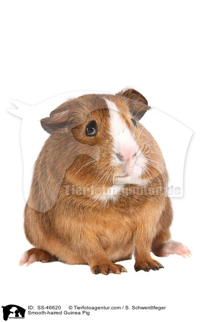 Glatthaarmeerschweinchen / Smooth-haired Guinea Pig / SS-46620