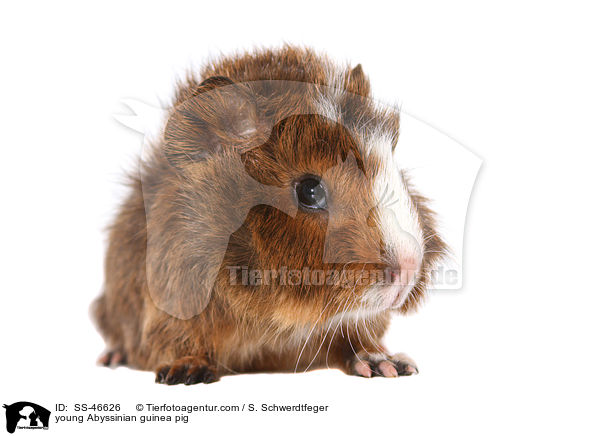 young Abyssinian guinea pig / SS-46626
