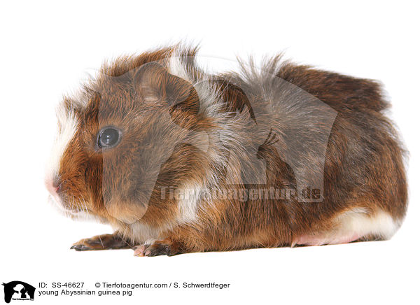 junges Rosettenmeerschwein / young Abyssinian guinea pig / SS-46627