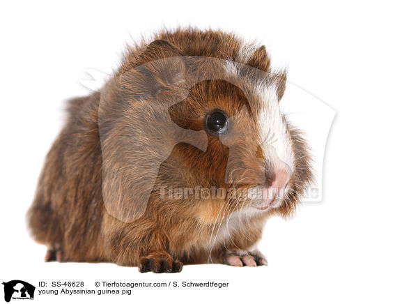 junges Rosettenmeerschwein / young Abyssinian guinea pig / SS-46628