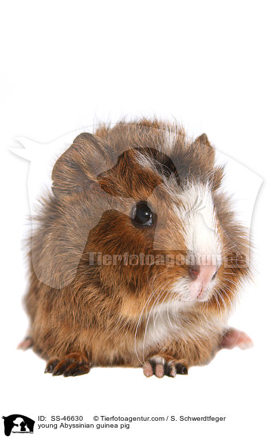 junges Rosettenmeerschwein / young Abyssinian guinea pig / SS-46630