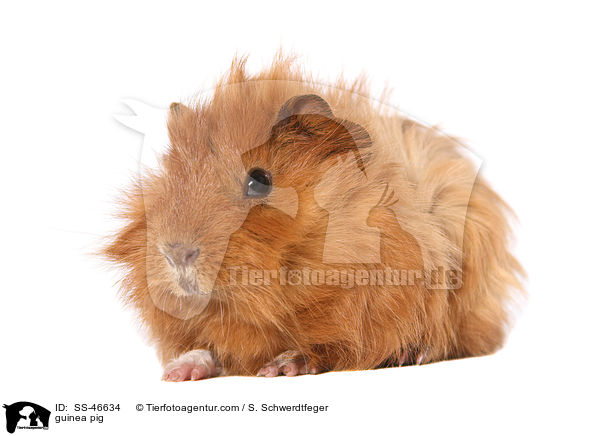 Angorameerschweinchen / guinea pig / SS-46634
