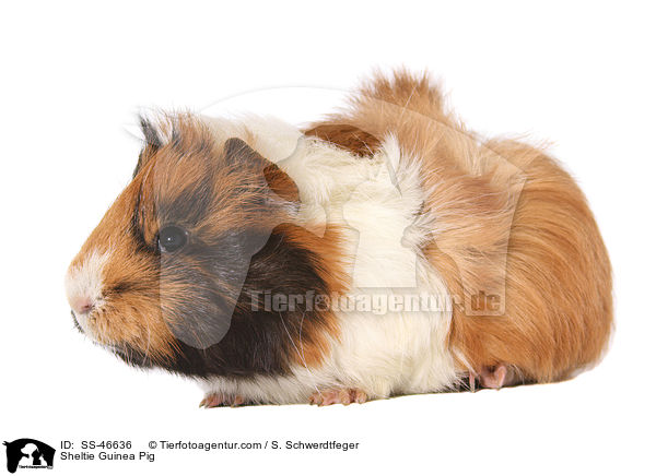 Sheltie Guinea Pig / SS-46636