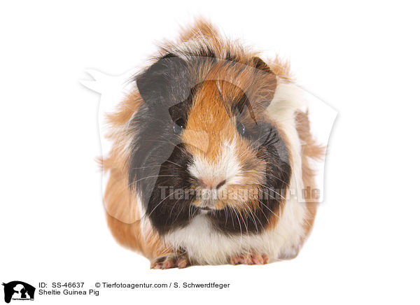 Sheltie Guinea Pig / SS-46637