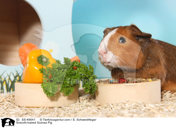 Glatthaarmeerschweinchen / Smooth-haired Guinea Pig / SS-46641