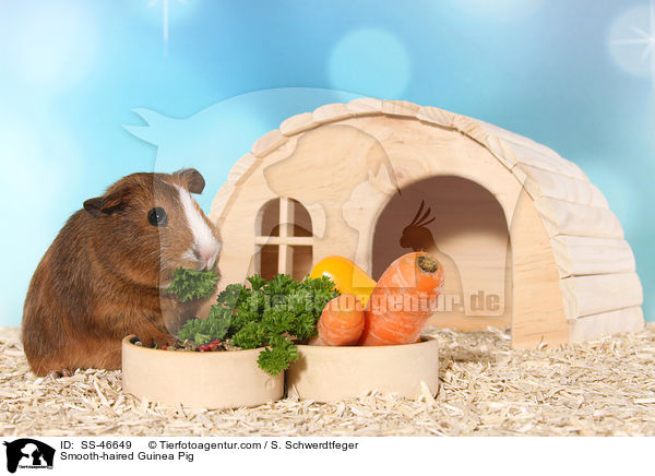 Glatthaarmeerschweinchen / Smooth-haired Guinea Pig / SS-46649