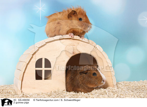 2 Meerschweinchen / 2 guinea pigs / SS-46658