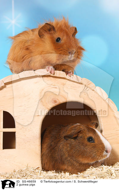 2 guinea pigs / SS-46659