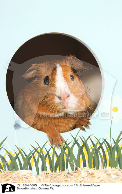 Glatthaarmeerschweinchen / Smooth-haired Guinea Pig / SS-46665