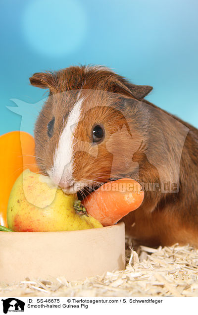 Glatthaarmeerschweinchen / Smooth-haired Guinea Pig / SS-46675