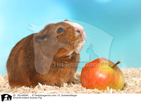 Glatthaarmeerschweinchen / Smooth-haired Guinea Pig / SS-46684