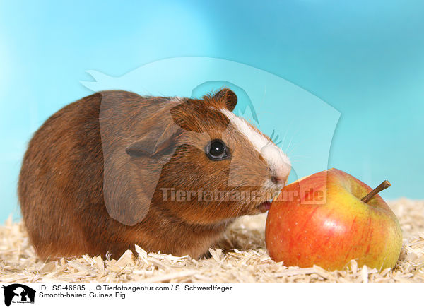 Glatthaarmeerschweinchen / Smooth-haired Guinea Pig / SS-46685