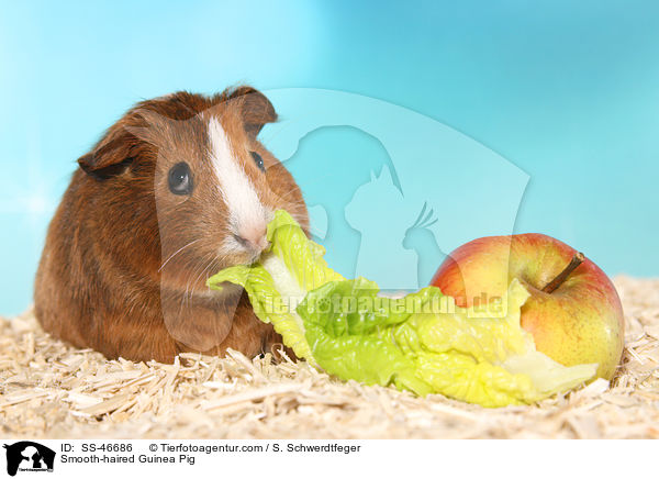 Glatthaarmeerschweinchen / Smooth-haired Guinea Pig / SS-46686