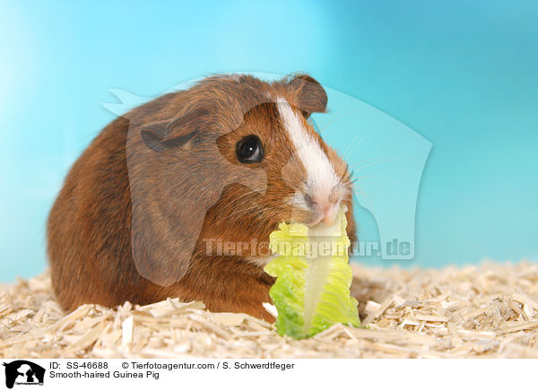 Glatthaarmeerschweinchen / Smooth-haired Guinea Pig / SS-46688