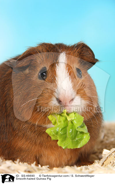 Glatthaarmeerschweinchen / Smooth-haired Guinea Pig / SS-46690