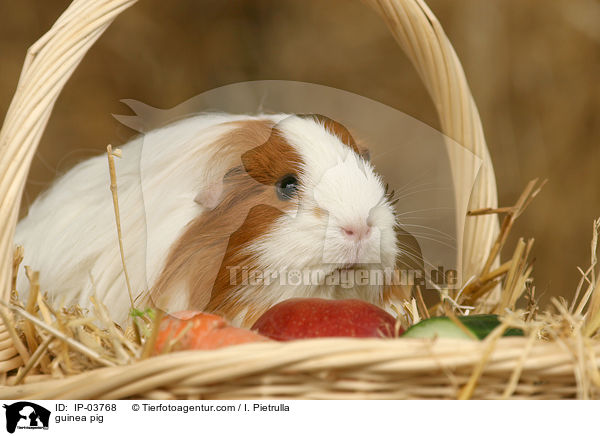 guinea pig / IP-03768